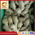 New Crop Wholesale Whole Fresh Ginger Washed